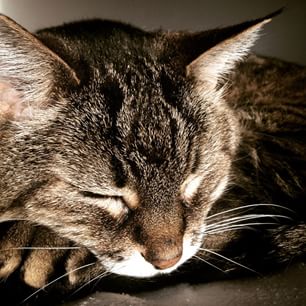 Tinkers Cat Café | Salt Lake Cities First Cat Cafe