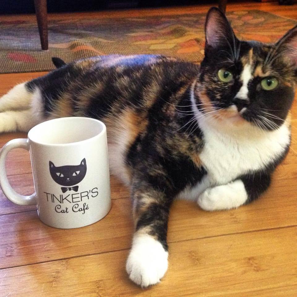 Tinkers Cat Cafe In The News Tinkers Cat Cafe In The News