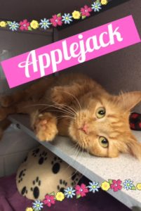 Salt Lake City Cat Cafe | Tinkers Cat Cafe