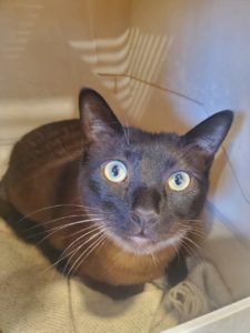 Salt Lake City Cat Cafe | Tinkers Cat Cafe